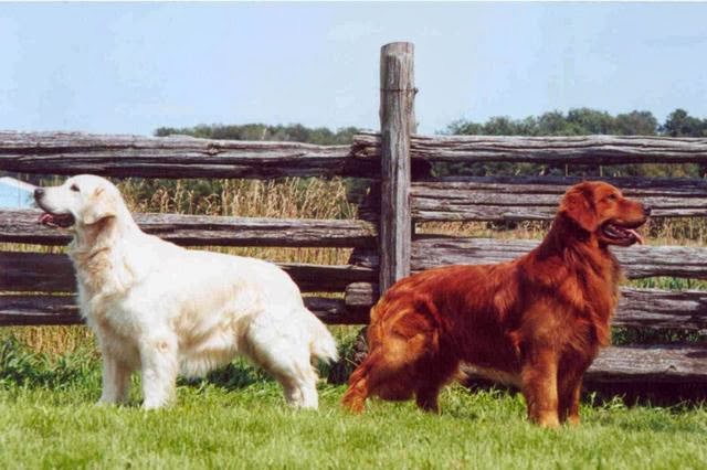 Tipos de Golden Retriever Explorando la Diversidad de una Raza Amada