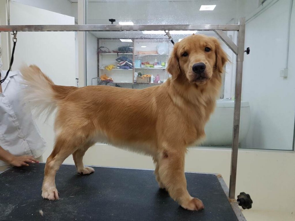 Tipos de Golden Retriever Explorando la Diversidad de una Raza Amada